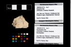 Foto (Objekt + Etikett) von Mundopsidae indet.  (NHMW-GEO-1990-0041-4718)